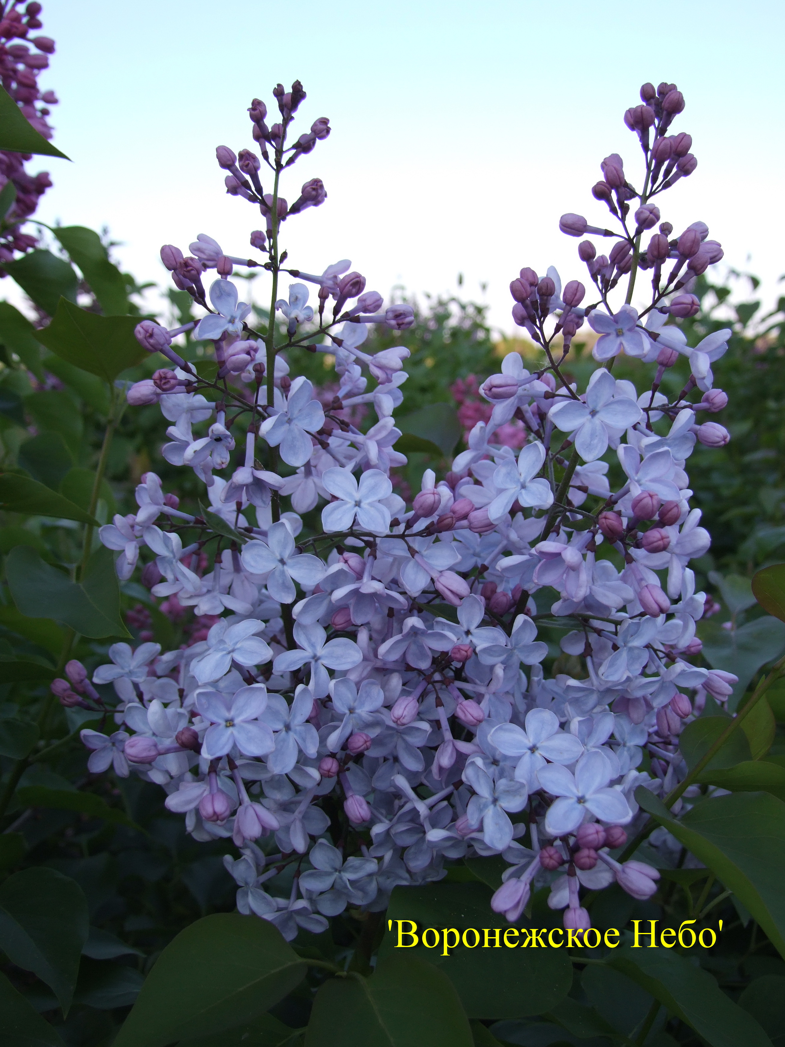 Сирень гиацинтовая Воронежское Небо